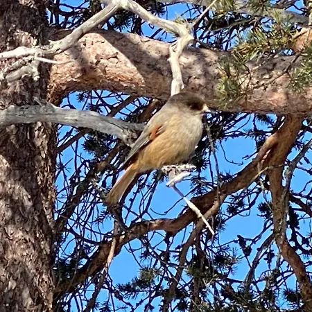 Luoston Vaeaertin Kammi * Luosto