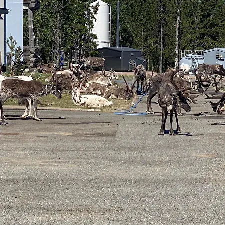 Alpstuga Luoston Vaeaertin Kammi *