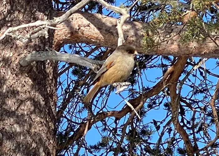 Luoston Vaeaertin Kammi * Luosto